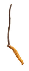 Cordyceps on a white background