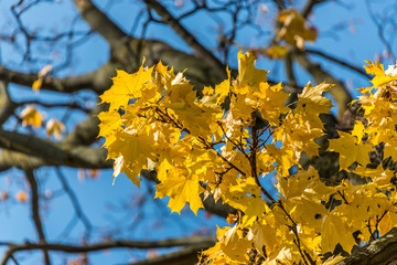Naklejka na ściany i meble Bright Yellow Leaves and Blue Sky on an Autumn Day