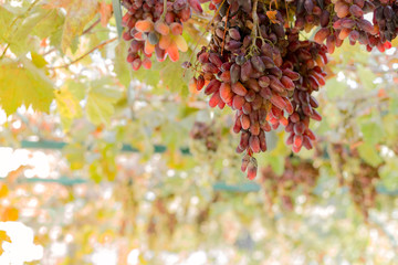 Ripe bunch of red grapes on vine. Autumn grapes harvest for food or wine making In Vineyard. Red Seedless Grapes grape sort. Fresh fruits in sunny day. Homemade wine making.