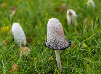 White Mushrooms Growing in Grass on a Wet Autumn Day