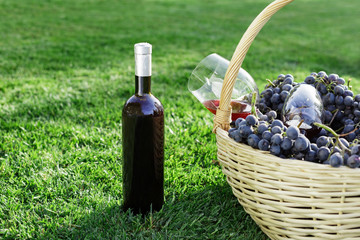 Bottle, two glasses of red wine and basket of fresh grape harvest on lawn, green grass outside....