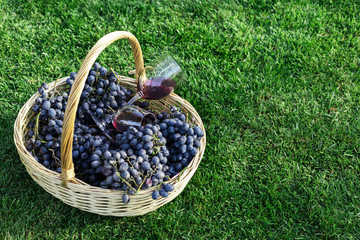 Fototapeta na wymiar Two glasses of red wine in basket of fresh grapes harvest on lawn, green grass outside. Homemade wine making. Wine tasting in vineyard. Copy Space. Cabernet Sauvignon, Merlot, Pinot Noir, Sangiovese
