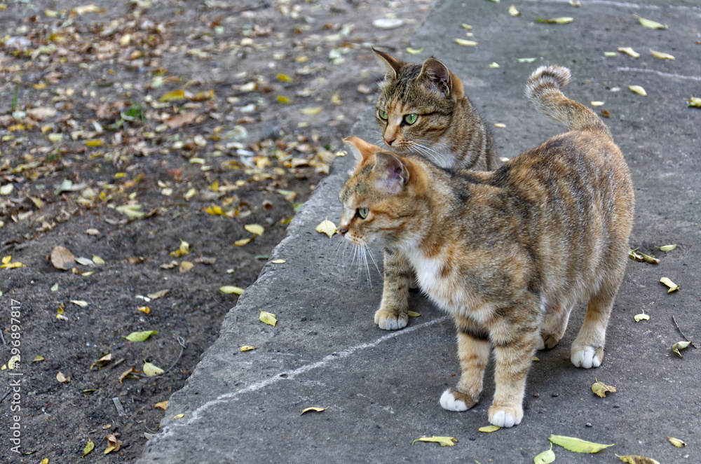 Wall mural a pair of tabby cats are sitting outdoors on a background of autumn leaves. male and female are look