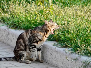 tabby cat sitting on the sidewalk, and yawns on a background of green grass in the rays of sunset