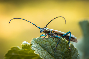 Musk beetle Aromia moschata close-up, Eurasian species of longhorn beetle, climbing on a plant in its natural habitat In summer.