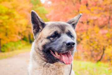 Akita breed dog on a walk in the autumn park. Beautiful fluffy dog. American Akita.