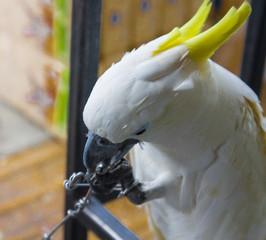 parrot on a branch
