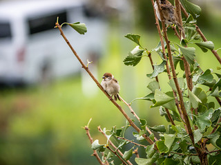 passer montanus tree sparrow ginkgo tree 2