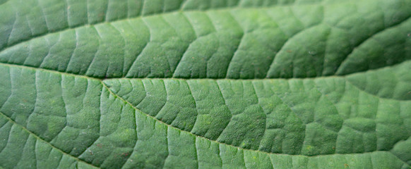 Abstract green leaf texture for background