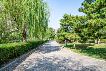 Green willow and pine trees in Ailian Lake Park, Cangzhou City, Hunan Province, China