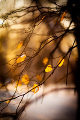 Yellow leaves and tree branches against the background of black tree trunks and snow.