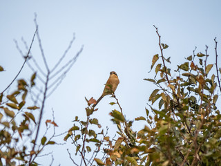 Bull-headed Shrike hunting from a treetop 6