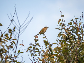 Bull-headed Shrike hunting from a treetop 7