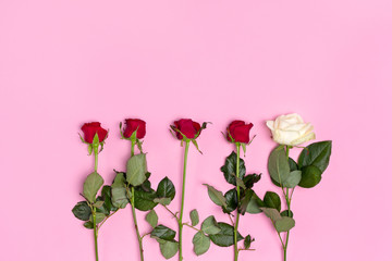 Roses upside down isolated on pink top view