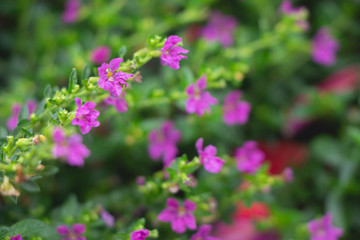 Purple flowers cuphea hyssopifolia dark tone.