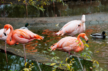 Pink flamingo.  Amazingly beautiful plumage and Regal posture rightly puts flamingos in the ranks of the first beauties among birds. The homeland of the red Flamingo is the coast and Islands of the Ca