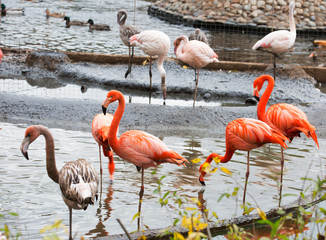 Pink flamingo.  Amazingly beautiful plumage and Regal posture rightly puts flamingos in the ranks of the first beauties among birds. The homeland of the red Flamingo is the coast and Islands of the Ca