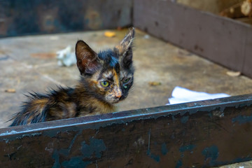 cat on the streets