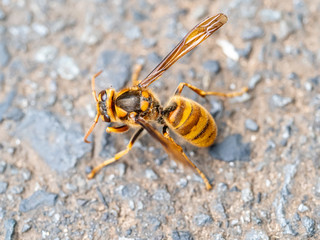 cold Japanese yellow hornet on a roadside 9
