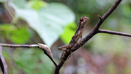 little lizard on a tree brench