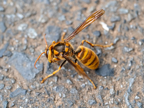 cold Japanese yellow hornet on a roadside 10