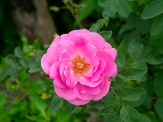 Damask Rose flower with blur background