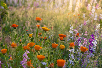 Colorful flowering herb meadow with purple blooming phacelia, orange calendula officinalis and wild...