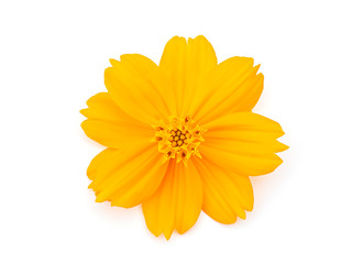 Close up cosmos flower on white background.
