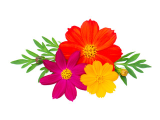 Obraz premium Close up cosmos flower on white background.