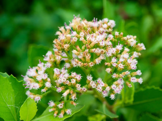 Close up Indian marsh fleabane plant.