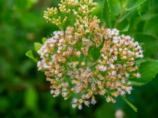 Close up Indian marsh fleabane plant.