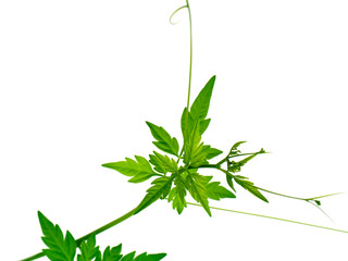 Close up Balloon vine plant on white background.