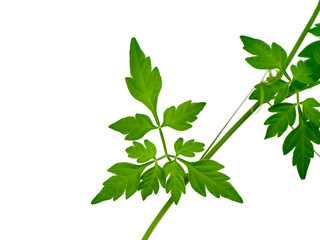 Close up Balloon vine plant on white background.