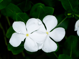 Close up of Catharanthus roseus flower in the dark background