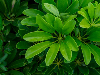 Close up green leaves of Umbrella Tree