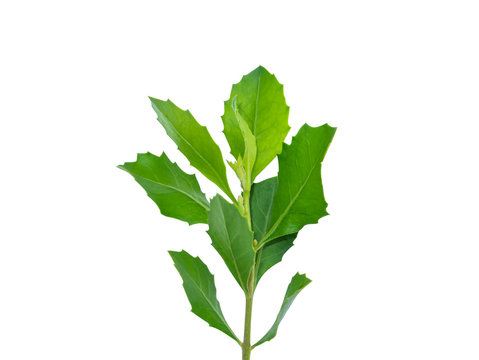 Close up Indian marsh fleabane plant.