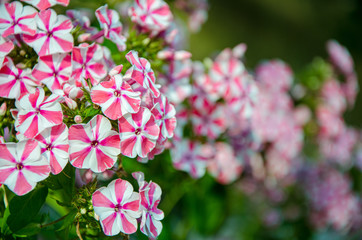 Naklejka premium Voodoo Verbena Rosa