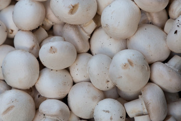 mushrooms in the market