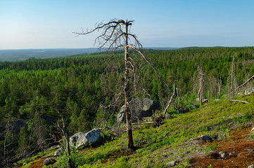 Dry crooked tree in the wasteland on the top of the mountain. Russia. Karelia. Vottovaara mountain after the wildfire.
