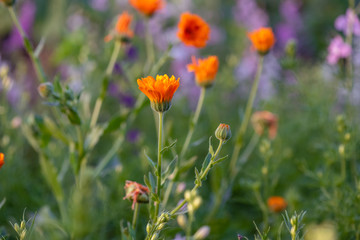 Colorful flowering herb meadow with purple blooming phacelia, orange calendula officinalis and wild chamomile. Meadow flowers photographed landscape format suitable as wall decoration in wellness area