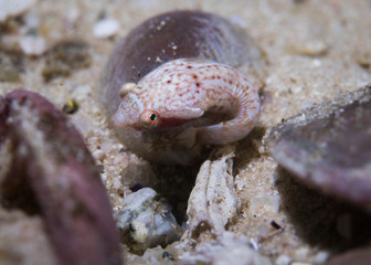 Chubby clingfish (Apletodon pellegrini) sitting in an empty shell. Small light colored fish with big eyes.