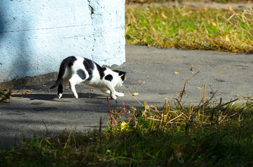 Black and white cat runs and plays, photo in action