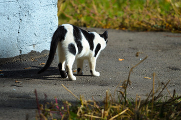 A black and white cat is waiting for someone around the corner of the wall