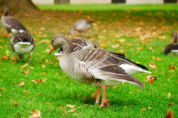 Graugans Schlosspark Stuttgart Oktober 2019