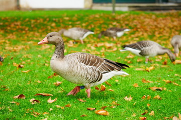 Graugans Schlosspark Stuttgart Oktober 2019