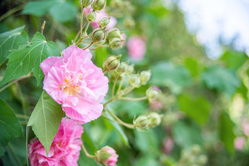 Obraz premium Blooming pink wood hibiscus on autumn tree