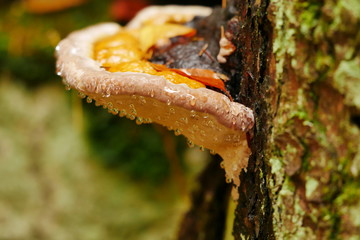 Zunderschwamm Fungi Mushroom Oberfranken 2019