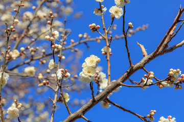 Flowering of plums in Tokyo - Japanese early spring