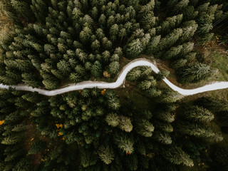 Alpine forest from above with a windy road with curves leading through