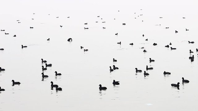 cormorants on the lake